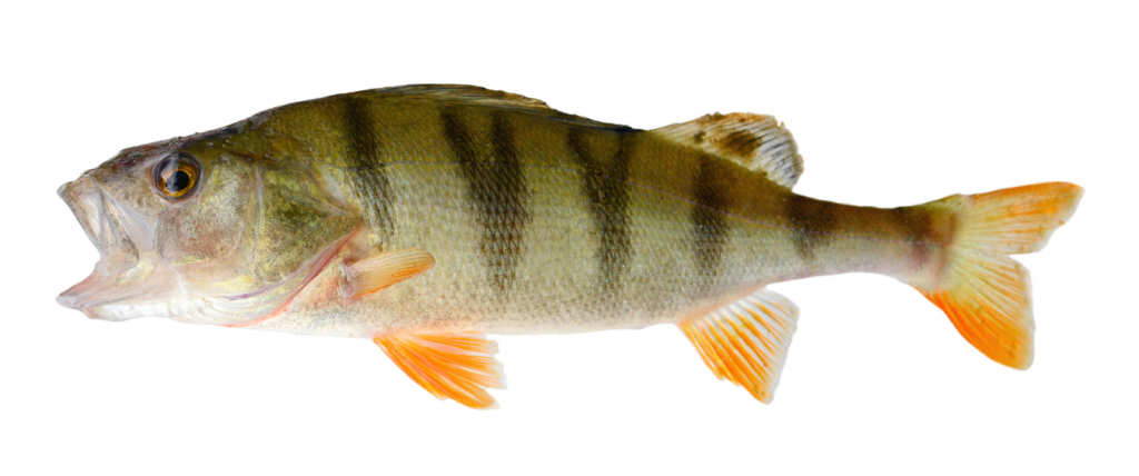 Barsch - Infos zum Fisch