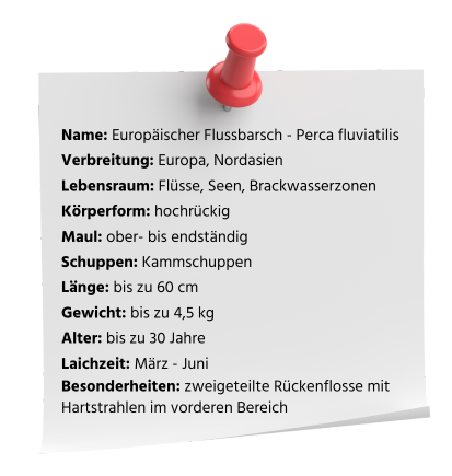 Steckbrief Flussbarsch
