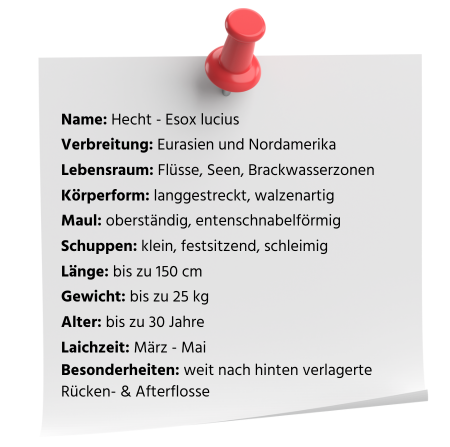 Steckbrief Hecht
