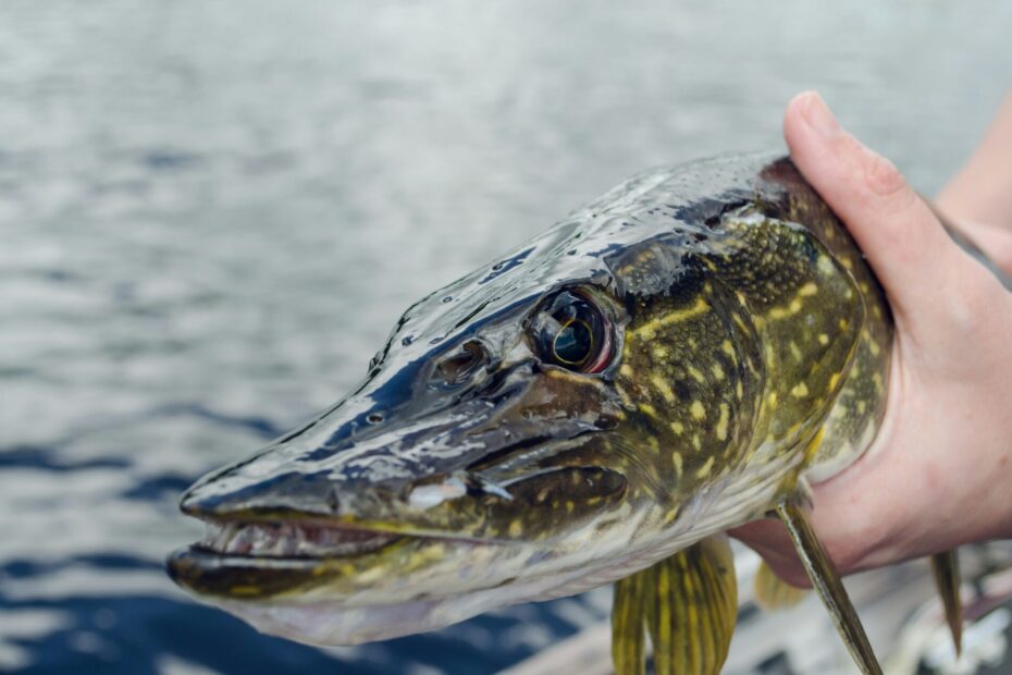 Der Hecht - Alle Infos zum Fisch