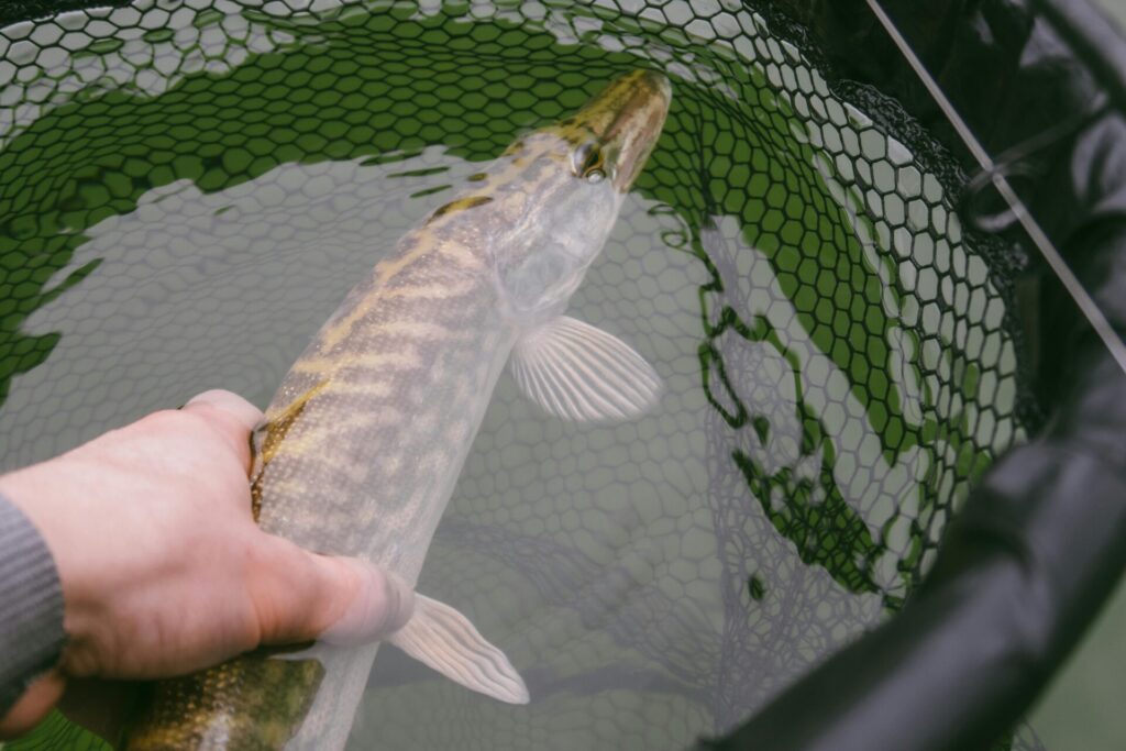 Hecht - Fisch gefangen im Kescher