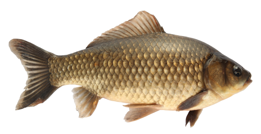 Zielfisch Karpfen