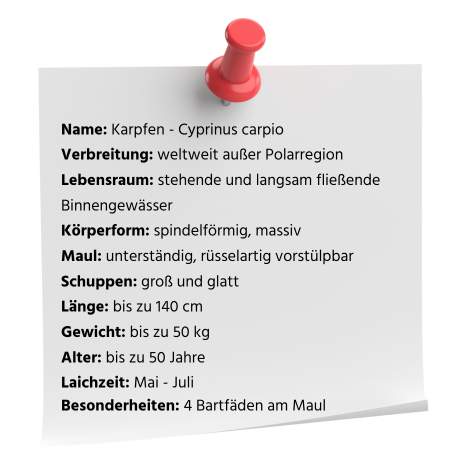 Karpfen Steckbrief