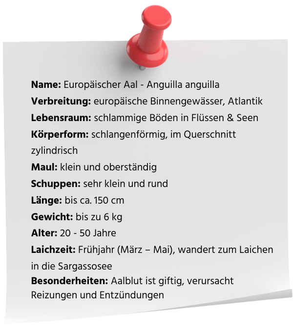Steckbrief des europäischen Aals