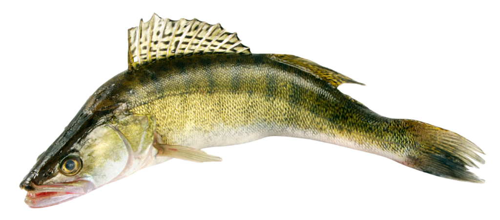 Zander Fisch