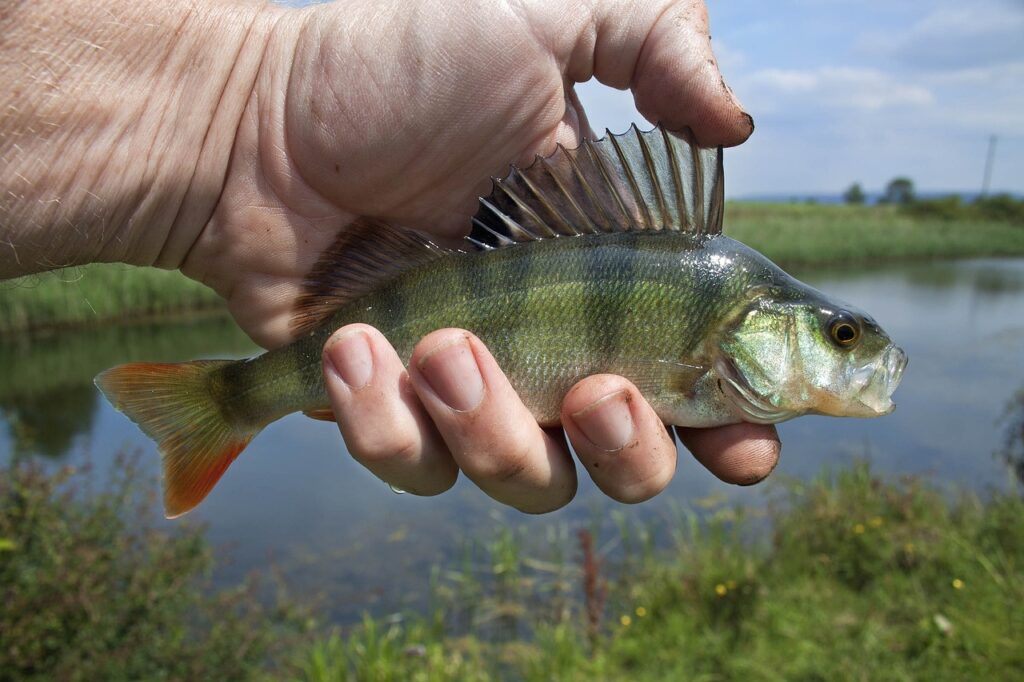 Barsch als Köderfisch