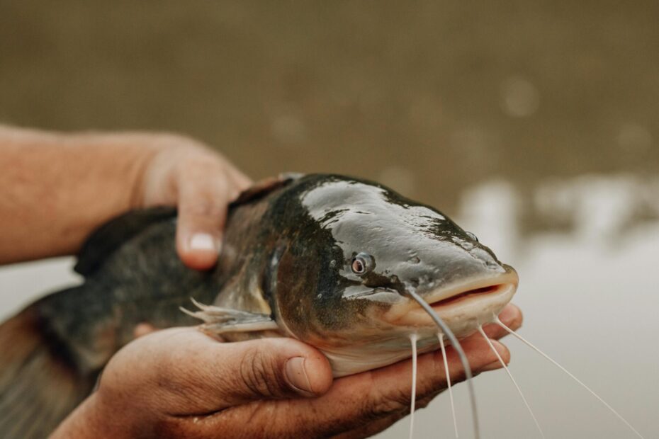 Der Wels - Alle Infos zum Fisch